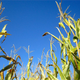 Image for article titled These plants might be nobler creatures than we are